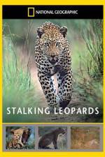 Watch National Geographic: Stalking Leopards Megashare9