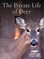 Watch The Private Life of Deer Megashare9