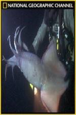 Watch National Geographic Hooked Squid Invasion Megashare9