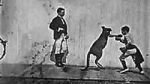 Watch The Boxing Kangaroo (Short 1896) Megashare9