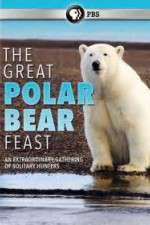 Watch The Great Polar Bear Feast Megashare9