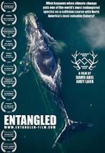 Watch Entangled: The Race to Save Right Whales from Extinction Megashare9