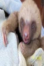 Watch Too Cute! Baby Sloths Megashare9