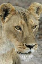 Watch Last Lioness: National Geographic Megashare9