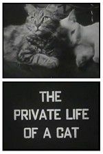 Watch The Private Life of a Cat Megashare9