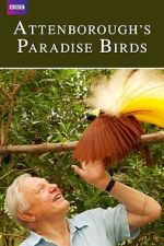 Watch Attenborough's Paradise Birds Megashare9
