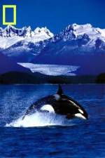 Watch National Geographic Killer Whales Of The Fjord Megashare9
