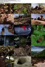 Watch National Geographic Wild - City Of Ants Megashare9