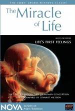 Watch The Miracle of Life Megashare9