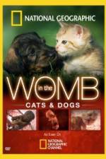 Watch National Geographic In The Womb  Cats Megashare9