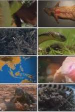 Watch National Geographic Wild : Deadliest Animals Asia Pacific Megashare9