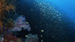 Watch Wild Window: Bejeweled Fishes Megashare9