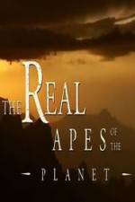 Watch The Real Apes of the Planet Megashare9