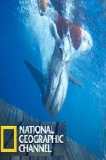 Watch National Geographic Shark Men Surfs Up Megashare9