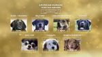 Watch American Humane Hero Dog Awards: 10th Anniversary Celebration (TV Special 2020) Megashare9