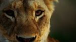 Watch Malika the Lion Queen Megashare9