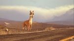 Watch Caminandes: Llama Drama (Short 2014) Megashare9