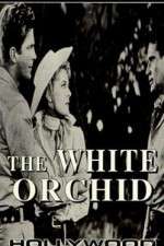 Watch The White Orchid Megashare9