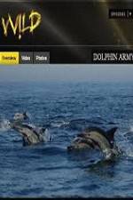 Watch National Geographic Wild Dolphin Army Megashare9