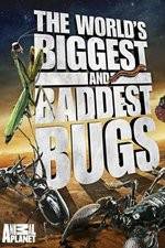 Watch Worlds Biggest and Baddest Bugs Megashare9