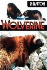 Watch National Geographic  Phantom Wolverine Megashare9