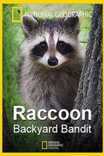 Watch Raccoon: Backyard Bandit Megashare9