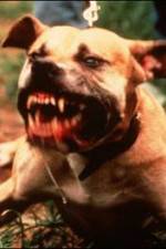 Watch Dogfighting Undercover Megashare9