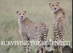 Watch Surviving the Serengeti Megashare9