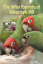 Watch The Wild Parrots of Telegraph Hill Megashare9