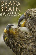 Watch Beak & Brain - Genius Birds from Down Under Megashare9