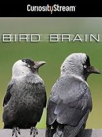 Watch Bird Brain Megashare9