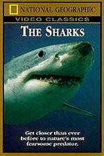 Watch National Geographic The Sharks Megashare9