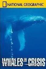 Watch National Geographic: Whales in Crisis Megashare9