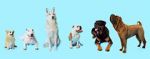 Watch How Dogs Got Their Shapes Megashare9