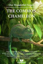 Watch Our Wonderful Nature - The Common Chameleon Megashare9