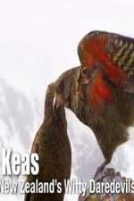 Watch Keas: New Zealand\'s Witty Daredevils Megashare9