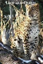 Watch National Geographic Leopard Queen Megashare9