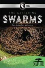 Watch Nature The Gathering Swarms Megashare9