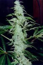 Watch Cannabis Whats The Harm Part 2 Megashare9