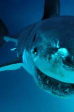 Watch National Geographic. Shark attacks investigated Megashare9