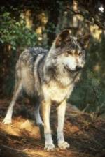 Watch National Geographic Wild - Inside the Wolf Pack Megashare9