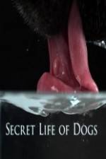 Watch Secret Life of Dog Megashare9