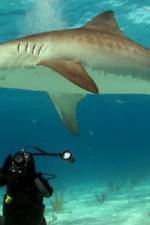 Watch Dive To Tiger Shark Central Megashare9