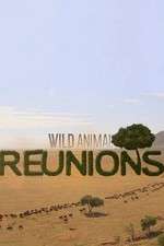 Watch Wild Animal Reunions Megashare9