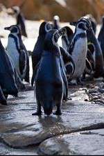 Watch Meet the Penguins Megashare9