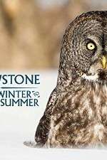 Watch Yellowstone Wildest Winter to Blazing Summer Megashare9