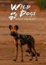 Watch Wild Dogs: Running with the Pack Megashare9