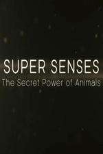 Watch Super Senses The Secret Power of Animals Megashare9