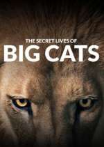 Watch The Secret Lives of Big Cats Megashare9