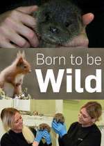 Watch Born to Be Wild Megashare9